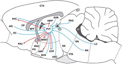 Drug Seeking and Relapse: New Evidence of a Role for Orexin and Dynorphin Co-transmission in the Paraventricular Nucleus of the Thalamus